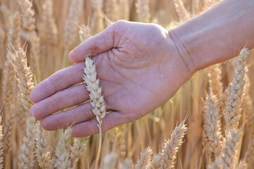 farmer, agronomist hands touch ripe, golden ears wheat on field, harvest abundance and nourishment,...