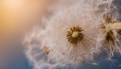 a macro dandelion with blue background this is an expression of freedom to wish goodbye summer hope and dreams concept fragility springtime soft focus macro nature image
