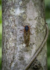 In the tranquil setting of a sun-dappled meadow, a cicada embarks on a slow and deliberate climb up...
