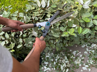 Close up of man using garden shears to trim and shape lush green ivy, focusing on plant care and...