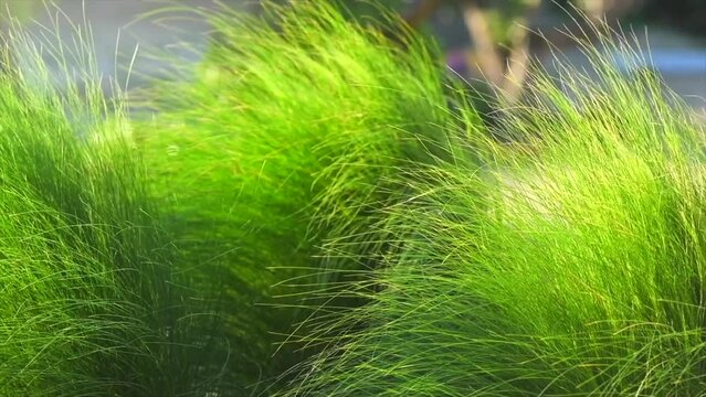 Mexican feather grass in modern garden, gardening, landscaping, design. Stipa tenuissima Pony Tails, Nassella