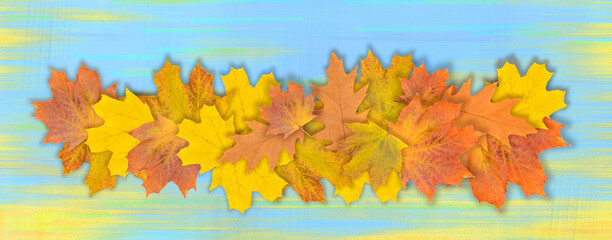 Autumn maple leaf on a blue, yellow background. Fall season foliage. View from above. Banner.