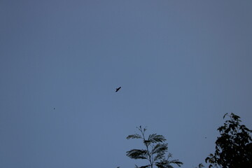 birds in the sky