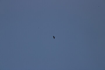 bird in flight