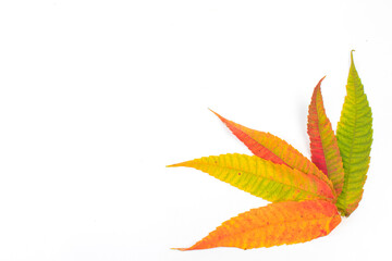 Colorful autumn leaves on white background, copy space for text. View from above.