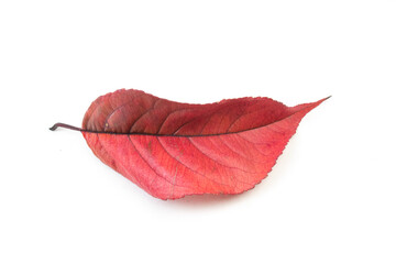 Autumn red leaf of a tree that looks like lips in a smile. White background.