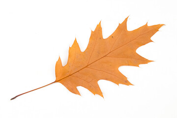 Autumn oak leaf isolated on white background. Fall season foliage.