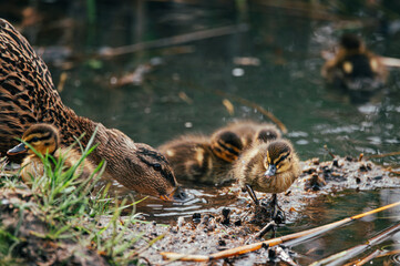 duck and ducklings