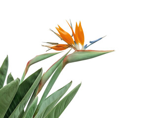 Strelitzia or bird of paradise flower and leaves isolated in the corner transparent png