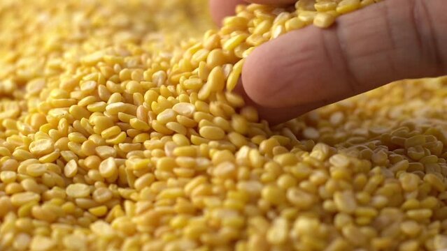 Macro video of moong dal. Close up of yellow lentis kept on rotating disk. 360 degree rotation of moong dals.