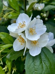 White blossom flower 