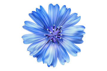 Obraz premium Chicory isolated on transparent background