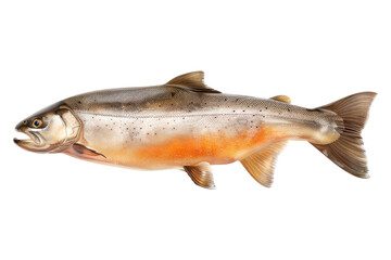 Cooking Arctic char meat isolated on transparent background