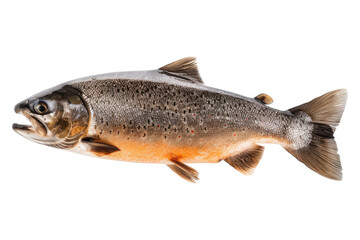 Obraz premium Cooking Arctic char meat isolated on transparent background