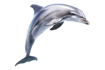 Cute dolphin jumping isolated on transparent background © posterpalette