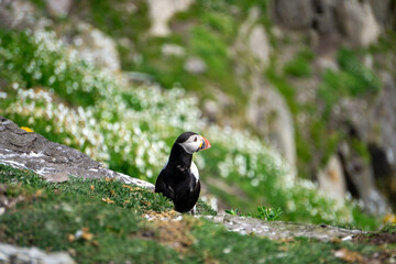 Atlantic puffin on Skellig Michael County Kerry Ireland