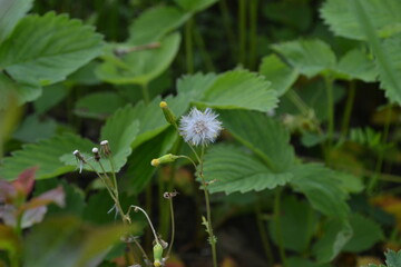 flowers in the forest