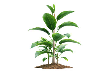 Plant with support isolated on transparent background
