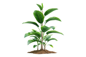 Plant with support isolated on transparent background