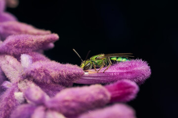 Detalles de una abeja verde metalizada sobre una planta violeta. Augochlorini