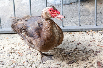 Muscovy duck with red face on a poultry farm