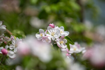 リンゴの花咲く