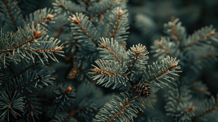 Close up portrait of a pine tree