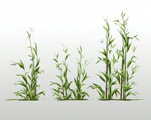 Bamboo flat design side view fastgrowing grass theme animation Monochromatic Color Scheme