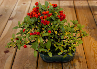 Bonsai Pyracantha Angustifolia tree. Red berries of pyracantha coccinea bonsai tree. Picture of...