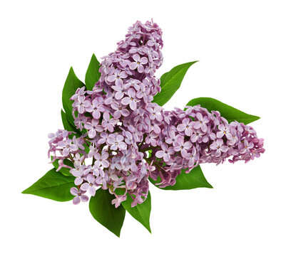 recommend clip art: Lilac flowers in a floral arrangement isolated on white or transparent background
