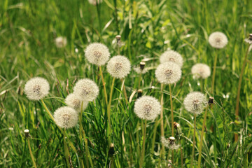 Ripe white dandelions with seeds and the green grass