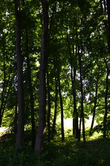 forest in the morning