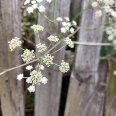 A plant with small white flowers on the background of an old wooden fence