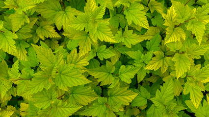 Background of green leaves with yellow shades