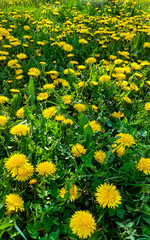 Meadow with yellow dandelions on green grass