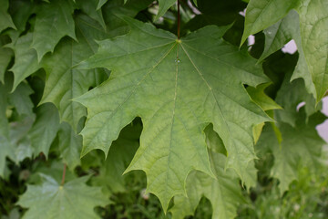 Big green maple leaves