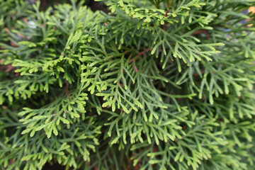 Green branches of a thuja, a juniper, a cypress, a thuja tree, a cypress tree