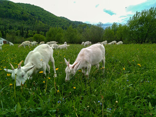 white goats graze on a green meadow against the background of a forest and mountains