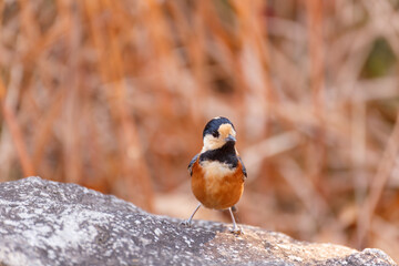 石の上に仁王立ちするヤマガラ