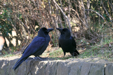 お互いに見つめあう二羽のカラス