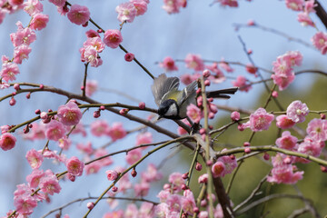 ピンクの枝垂れ梅の枝から飛び立つシジュウカラ