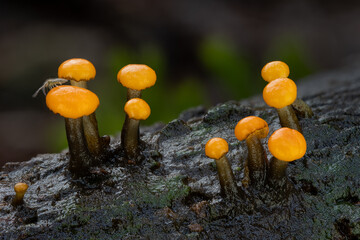 Rare aquatic mushrooms Stream beacon (Vibrissea truncorum) growing on wood in water.