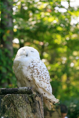 樹木を背景に止まり木に佇むシロフクロウ