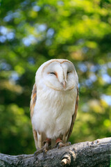 樹木を背景に止まり木に佇むメンフクロウ