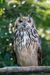 樹木を背景に止まり木に佇むワシミミズク