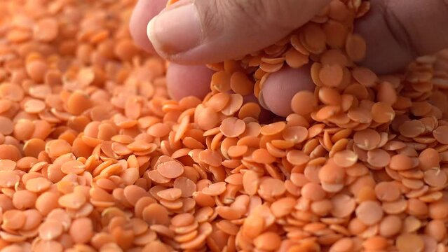 Macro video of red lentis. Close up of bunch of masoor dal kept on rotating disk.