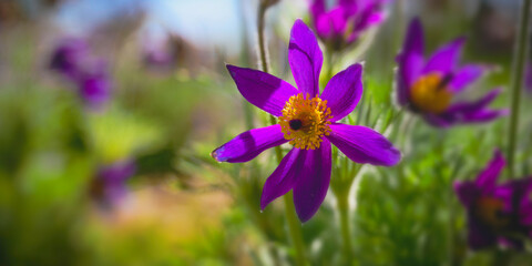 Pulsatilla vulgaris purple flower heads under the bright spring sun in the garden