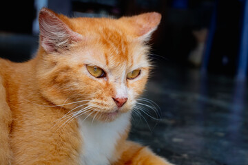 portrait of an orange domestic cat close up photography
