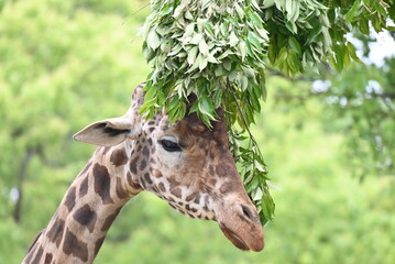 草を食べるキリン