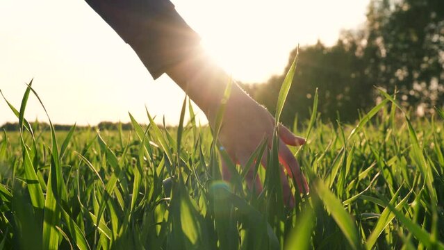 Girl walks across meadow and hand touches tops of green grass in sunset rays. Arms of farmer worker touches green leaves of wheat. Growing organic products in rural area. Green wheat or cereal field